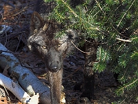 Arctic Wolf 004